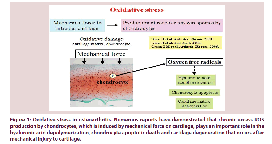 clinical-rheumatology-Oxidative-stress