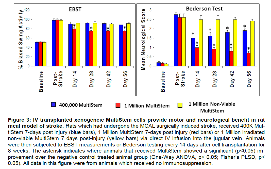 experimental-stroke-MultiStem-cells