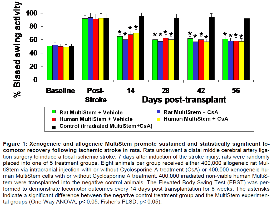 experimental-stroke-allogeneic-MultiStem