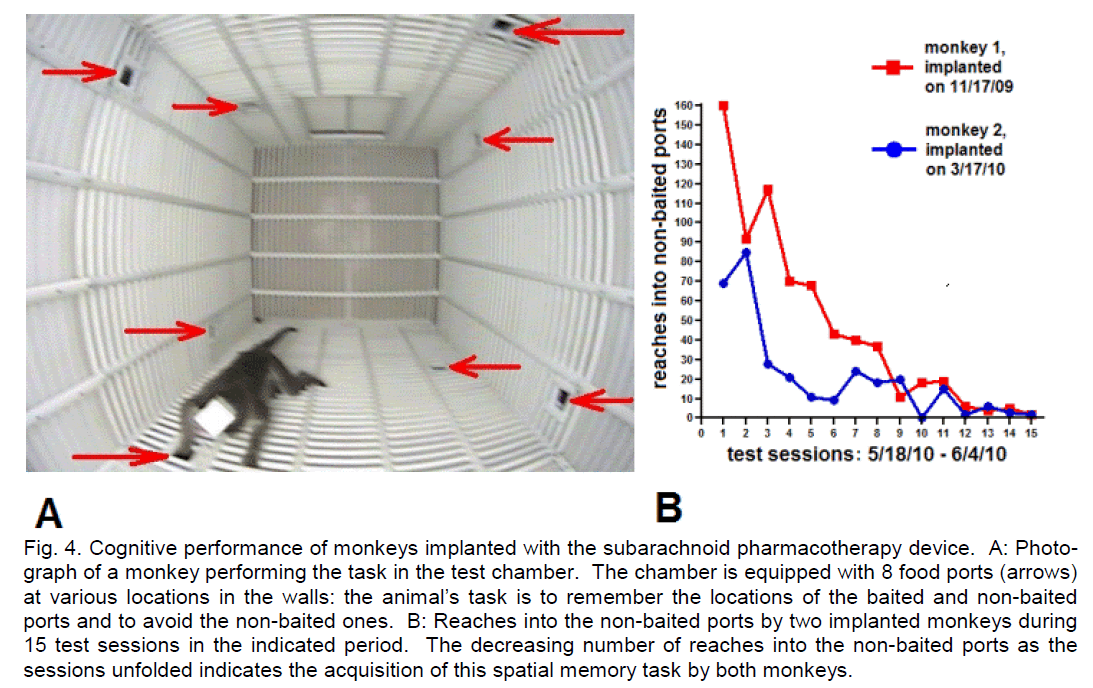 experimental-stroke-translational-medicine-Cognitive-performance