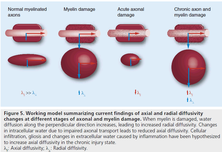 imaging-in-medicine-model-summarizing