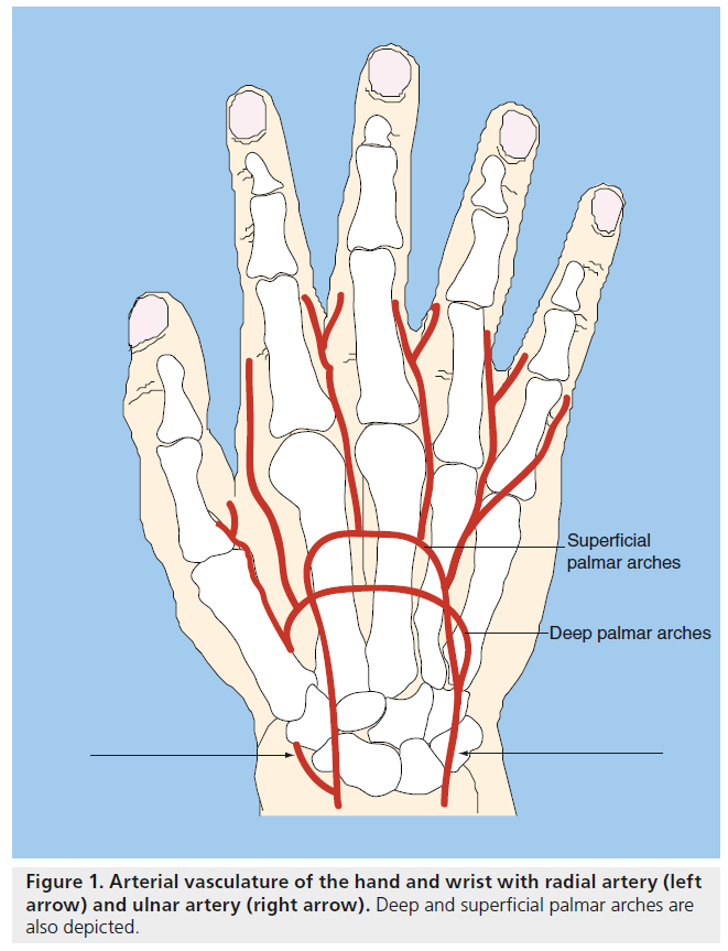 Wrist Artery Anatomy